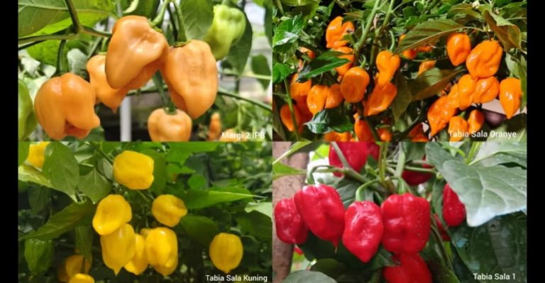 peneliti-ipb-university-berhasil-rakit-cabai-habanero-lokal-pertama-di-indonesia-ini-keunggulannya-770x400