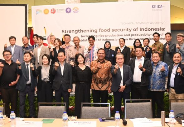 tuan rumah rice project